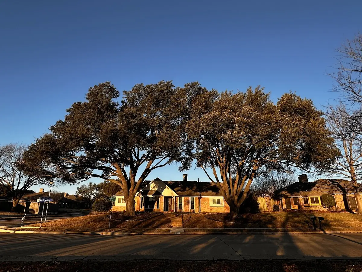 Established residential canopy tree shading a home in Bowling Green
